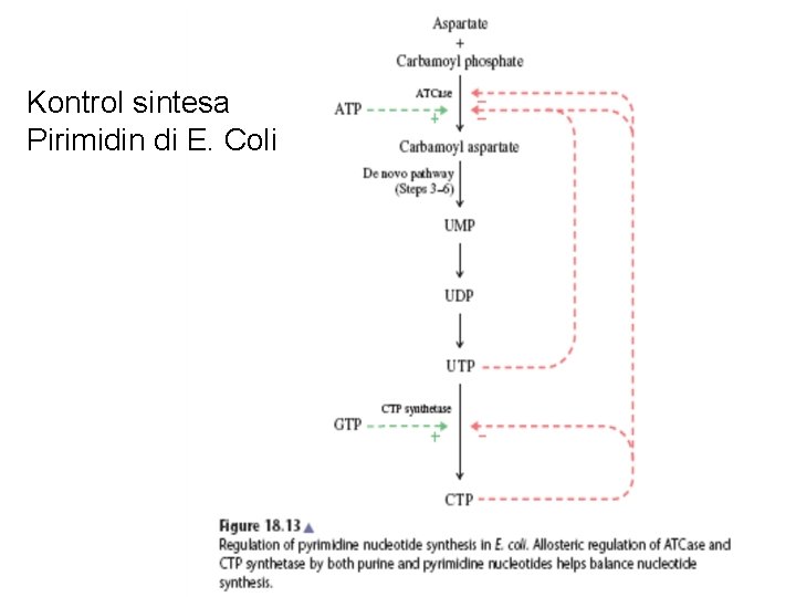 Kontrol sintesa Pirimidin di E. Coli 