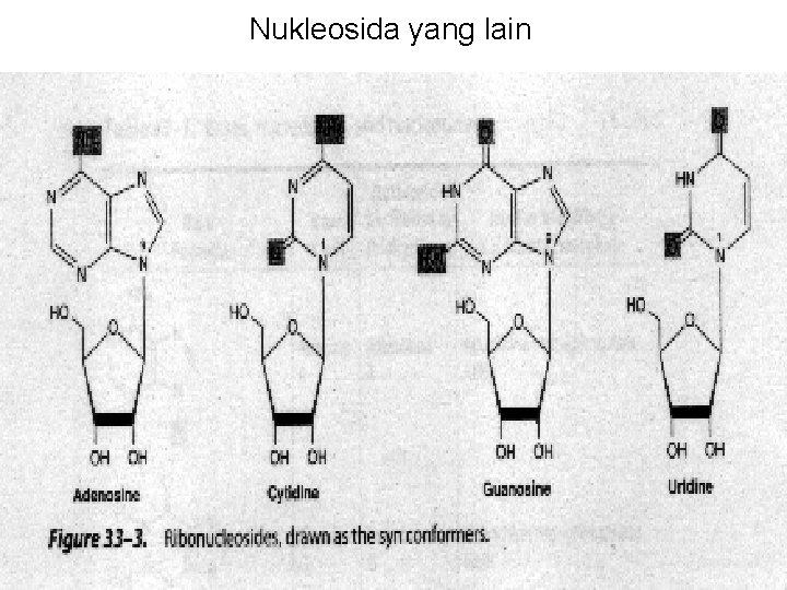 Nukleosida yang lain 