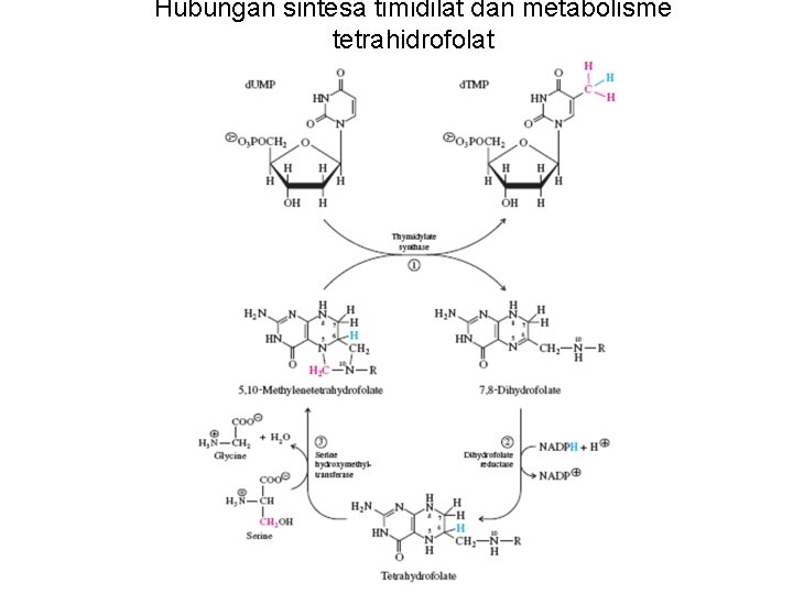 Hubungan sintesa timidilat dan metabolisme tetrahidrofolat 