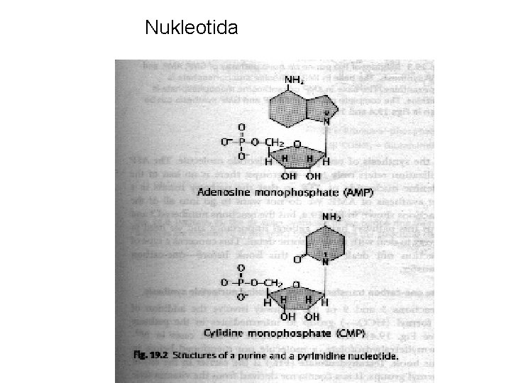 Nukleotida 