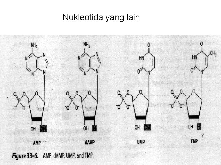 Nukleotida yang lain 
