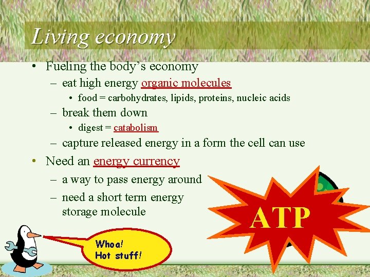 Living economy • Fueling the body’s economy – eat high energy organic molecules •
