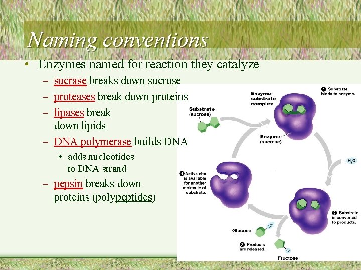 Naming conventions • Enzymes named for reaction they catalyze – sucrase breaks down sucrose