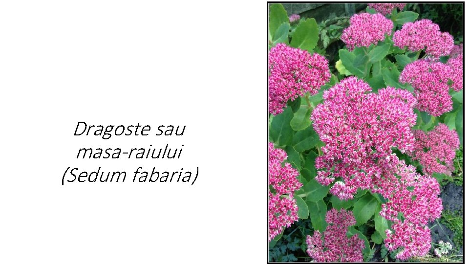 Dragoste sau masa-raiului (Sedum fabaria) 