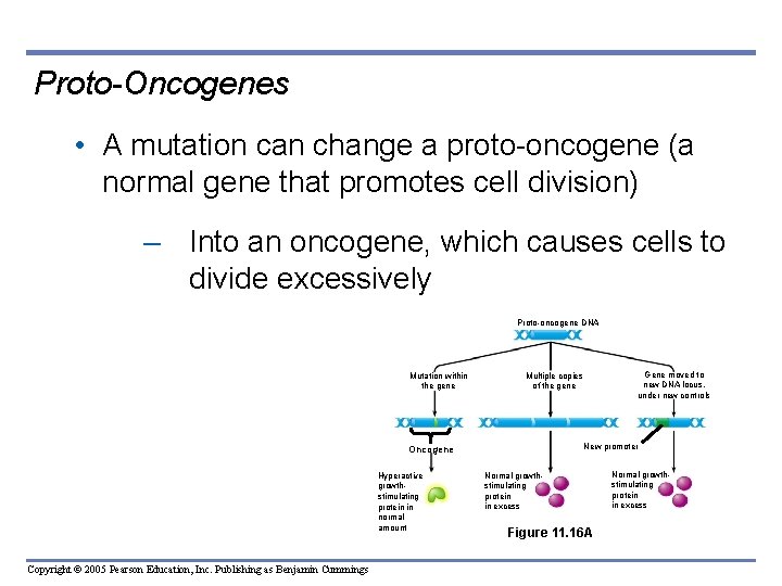 Proto-Oncogenes • A mutation can change a proto-oncogene (a normal gene that promotes cell