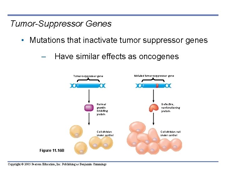 Tumor-Suppressor Genes • Mutations that inactivate tumor suppressor genes – Have similar effects as