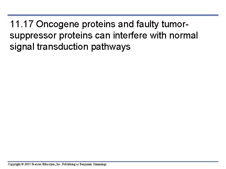 11. 17 Oncogene proteins and faulty tumorsuppressor proteins can interfere with normal signal transduction