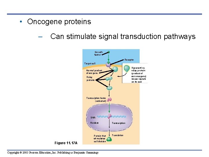  • Oncogene proteins – Can stimulate signal transduction pathways Growth factor Receptor Target