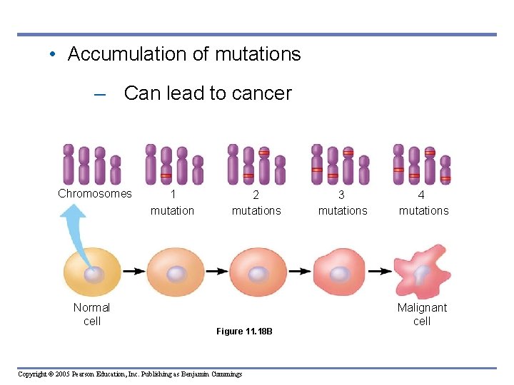  • Accumulation of mutations – Can lead to cancer Chromosomes Normal cell 1