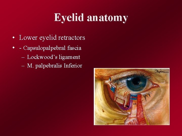 Eyelid anatomy • Lower eyelid retractors • - Capsulopalpebral fascia – Lockwood’s ligament –