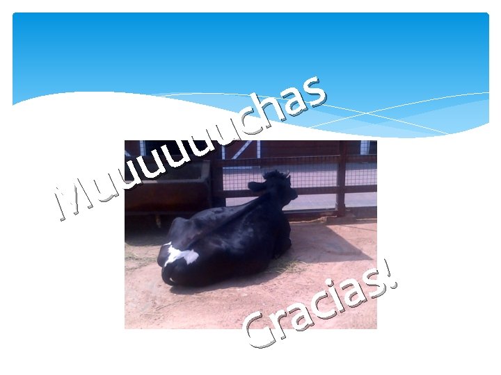 s a h c u u u M ! s a i c a