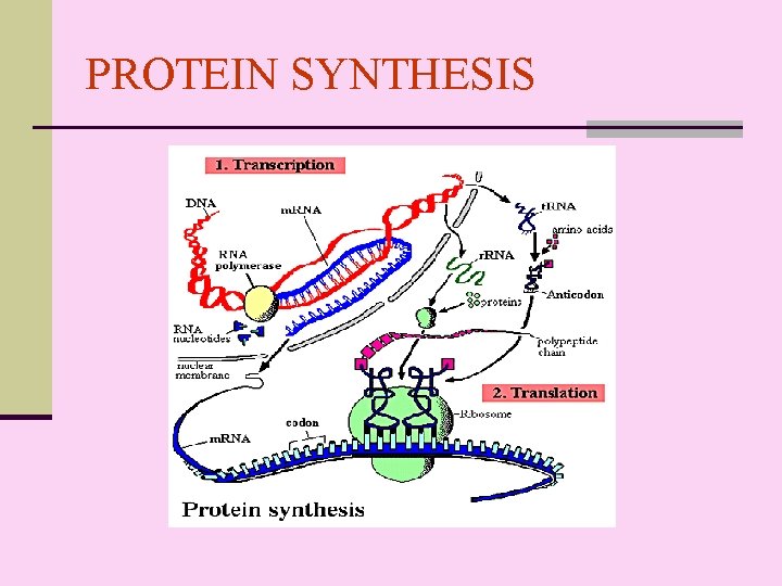 PROTEIN SYNTHESIS 