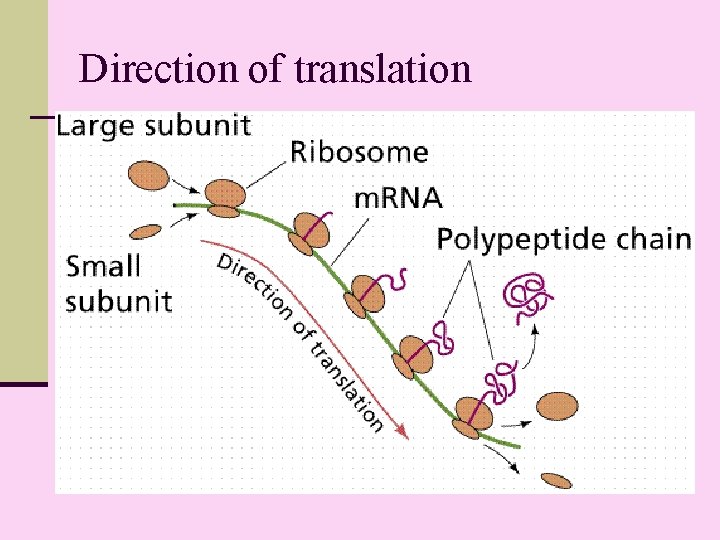 Direction of translation 