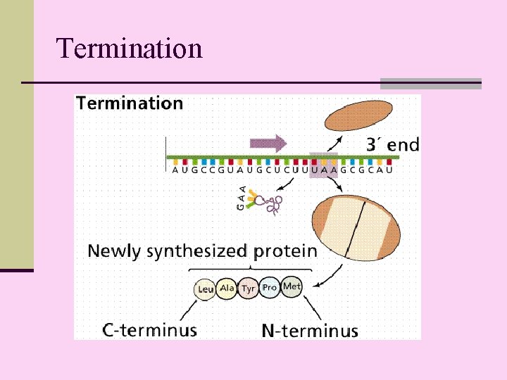 Termination 