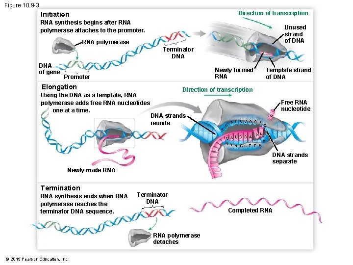 Chapter 10 Molecular Biology of the Gene Power