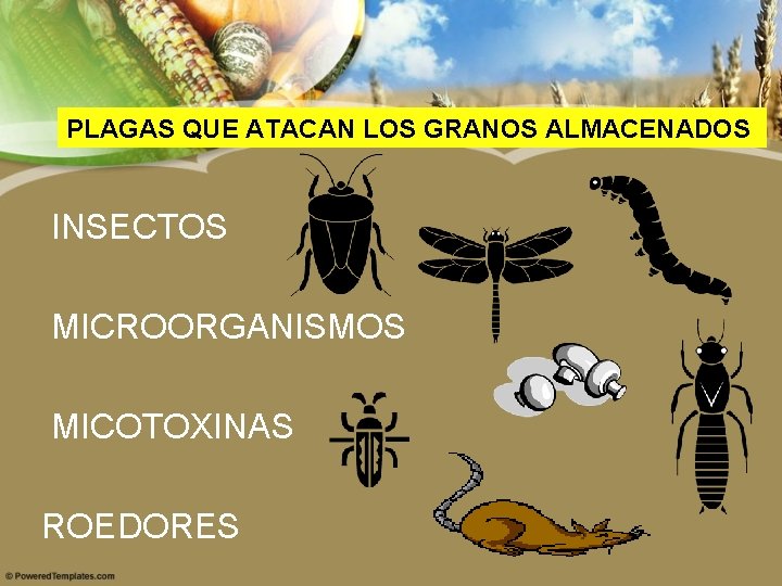 PLAGAS QUE ATACAN LOS GRANOS ALMACENADOS INSECTOS MICROORGANISMOS MICOTOXINAS ROEDORES 