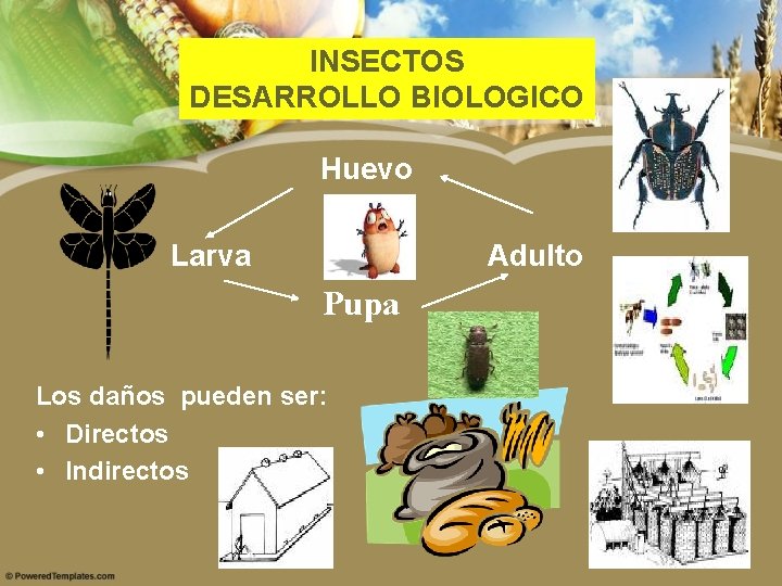 INSECTOS DESARROLLO BIOLOGICO Huevo Larva Adulto Pupa Los daños pueden ser: • Directos •