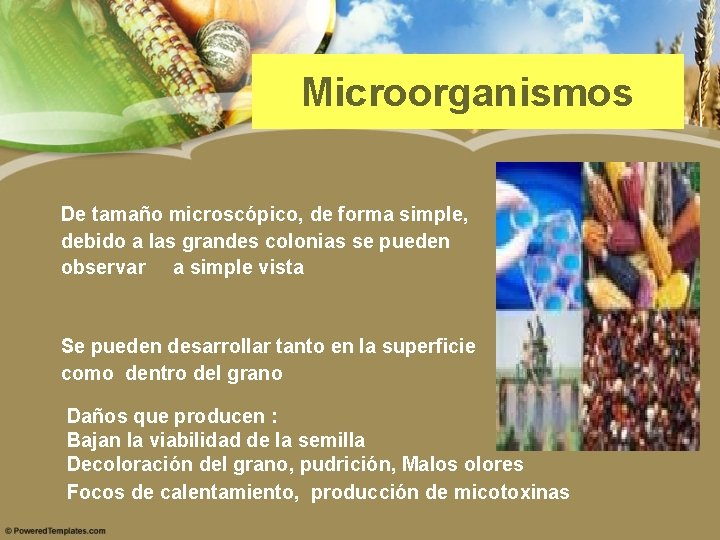 Microorganismos De tamaño microscópico, de forma simple, debido a las grandes colonias se pueden