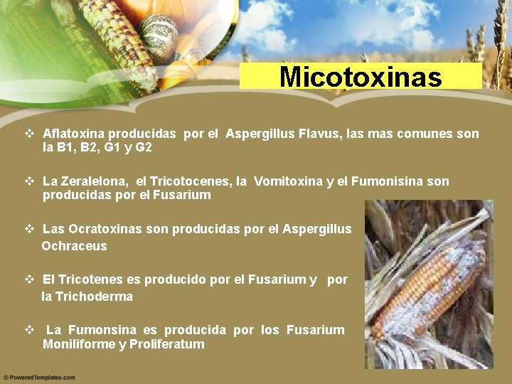 Micotoxinas v Aflatoxina producidas por el Aspergillus Flavus, las mas comunes son la B