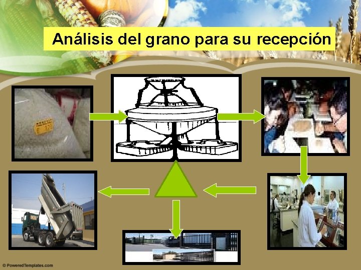 Análisis del grano para su recepción 