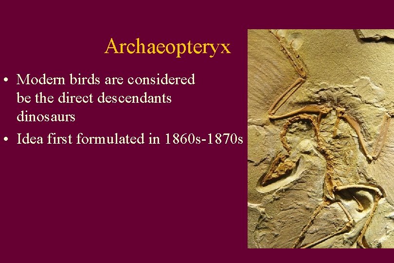 Archaeopteryx • Modern birds are considered be the direct descendants dinosaurs • Idea first