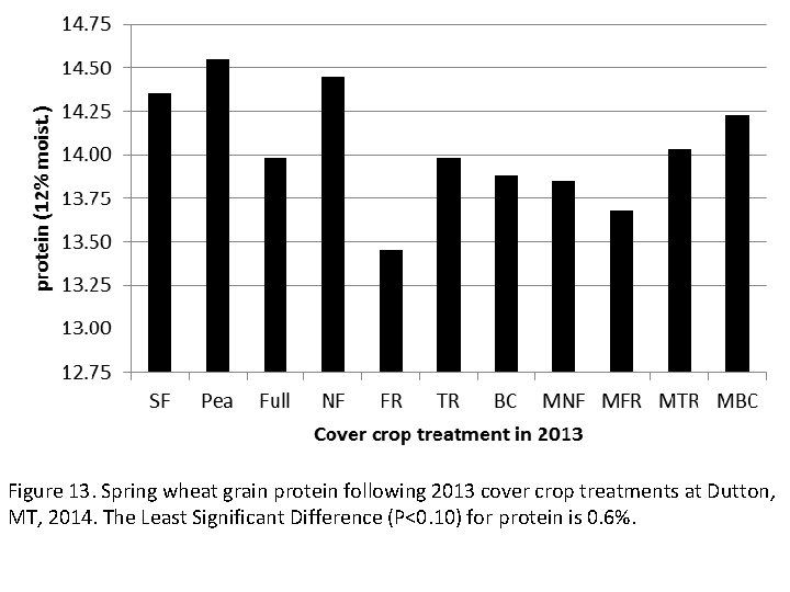 Figure 13. Spring wheat grain protein following 2013 cover crop treatments at Dutton, MT,