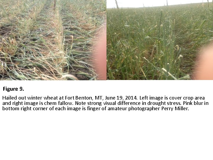 Figure 9. Hailed out winter wheat at Fort Benton, MT, June 19, 2014. Left
