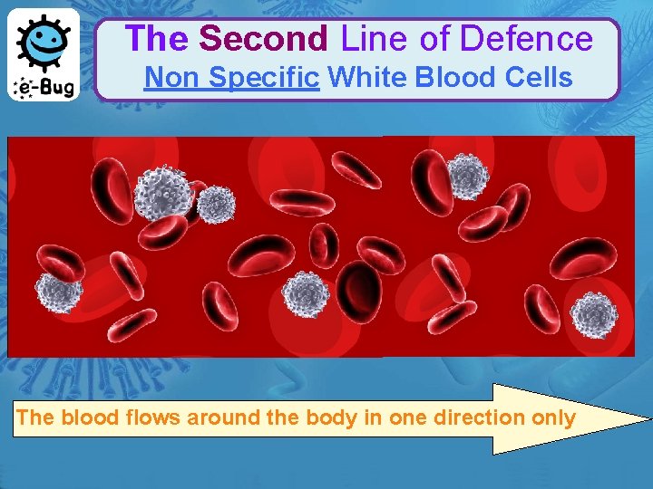 The Second Line of Defence Non Specific White Blood Cells The blood flows around