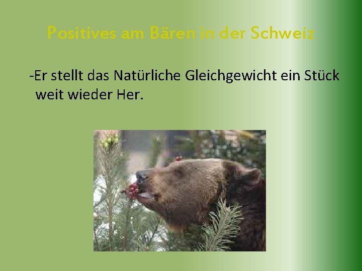 Positives am Bären in der Schweiz -Er stellt das Natürliche Gleichgewicht ein Stück weit