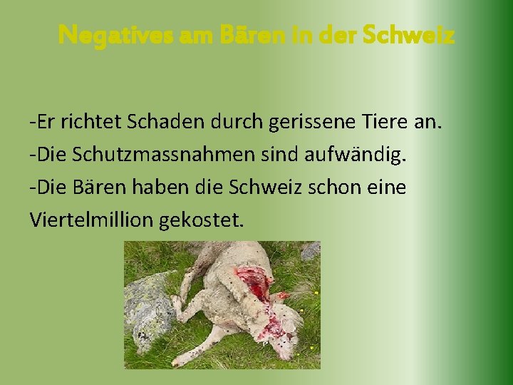 Negatives am Bären in der Schweiz -Er richtet Schaden durch gerissene Tiere an. -Die