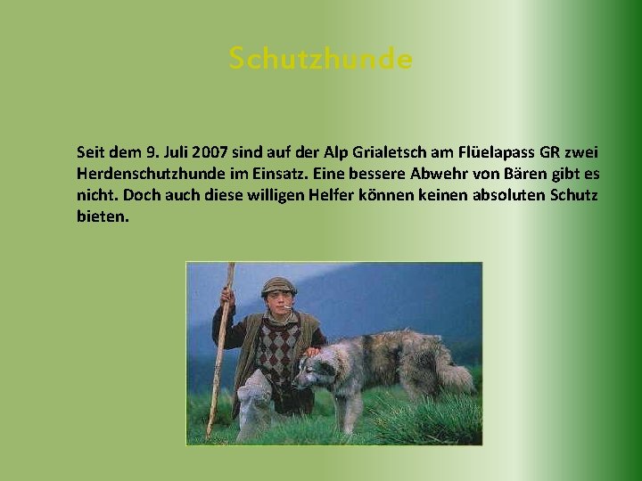 Schutzhunde Seit dem 9. Juli 2007 sind auf der Alp Grialetsch am Flüelapass GR