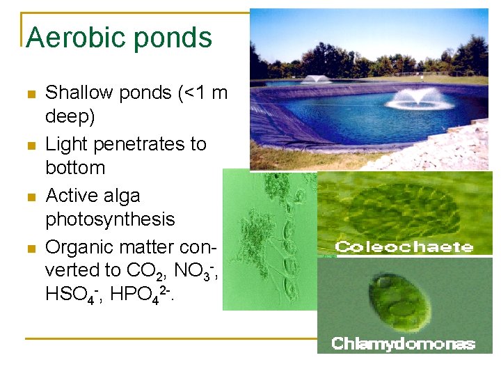Aerobic ponds n n Shallow ponds (<1 m deep) Light penetrates to bottom Active