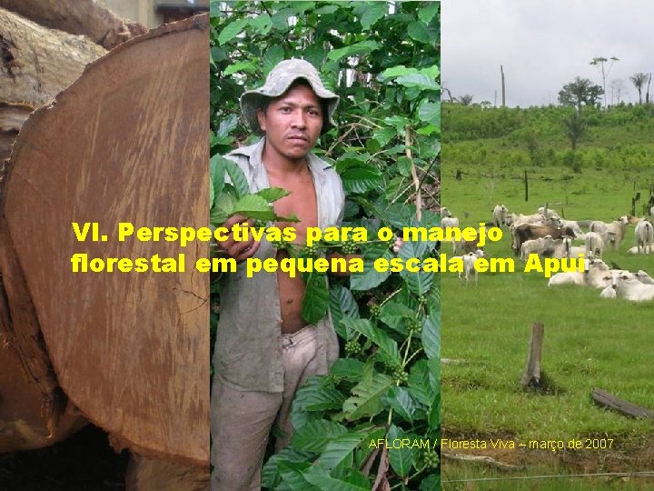 VI. Perspectivas para o manejo florestal em pequena escala em Apui AFLORAM / Floresta