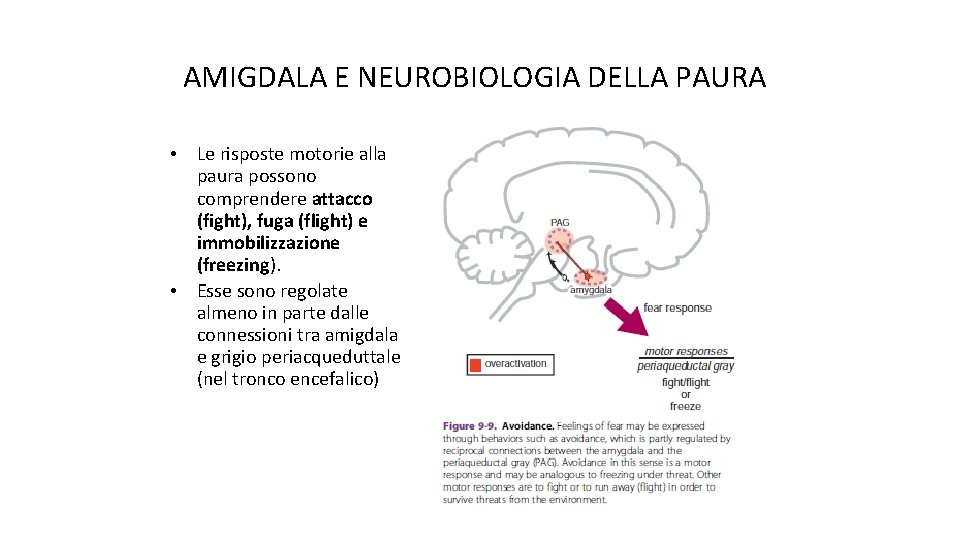 AMIGDALA E NEUROBIOLOGIA DELLA PAURA • • Le risposte motorie alla paura possono comprendere