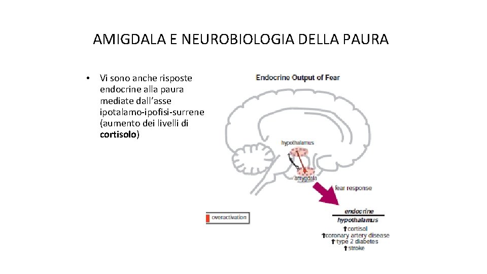 AMIGDALA E NEUROBIOLOGIA DELLA PAURA • Vi sono anche risposte endocrine alla paura mediate