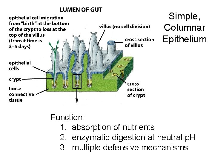 Simple, Columnar Epithelium Function: 1. absorption of nutrients 2. enzymatic digestion at neutral p.