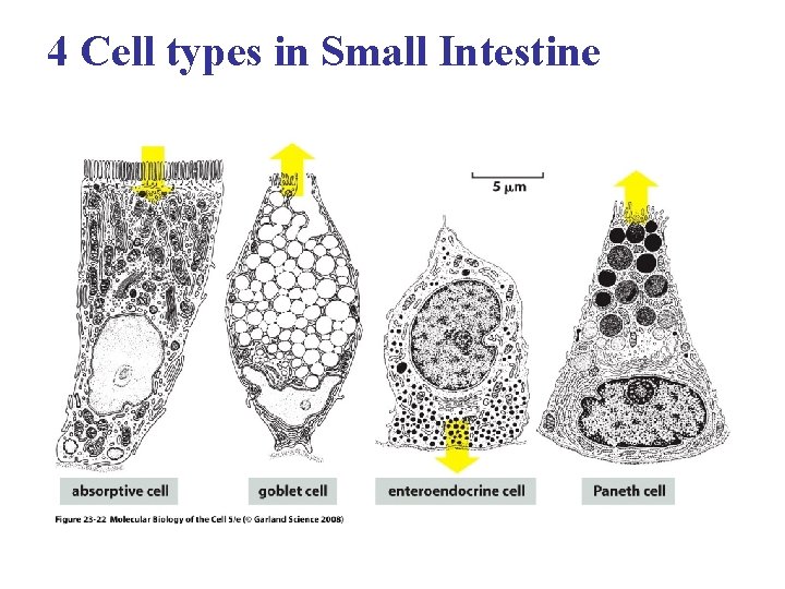 4 Cell types in Small Intestine 
