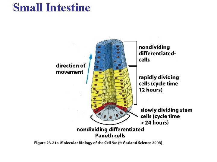 Small Intestine 