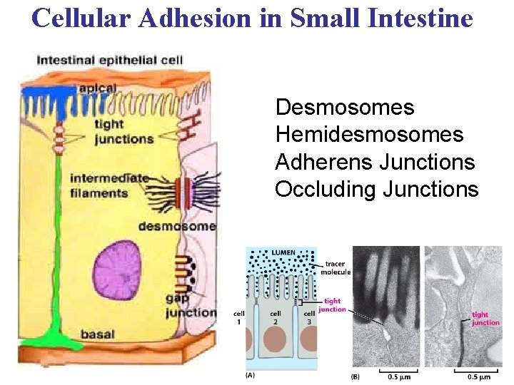 Cellular Adhesion in Small Intestine Desmosomes Hemidesmosomes Adherens Junctions Occluding Junctions 