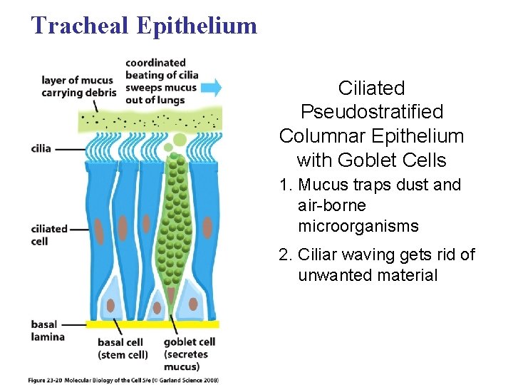 Tracheal Epithelium Ciliated Pseudostratified Columnar Epithelium with Goblet Cells 1. Mucus traps dust and