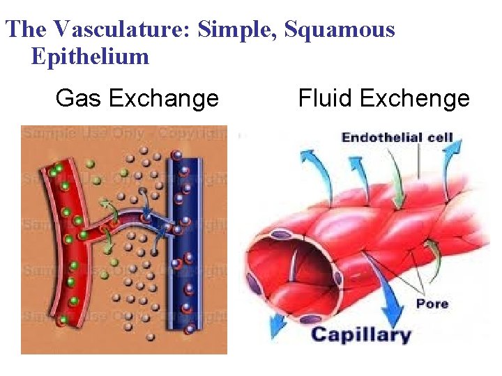 The Vasculature: Simple, Squamous Epithelium Gas Exchange Fluid Exchenge 