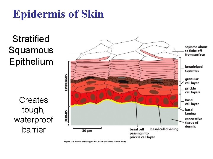 Epidermis of Skin Stratified Squamous Epithelium Creates tough, waterproof barrier 