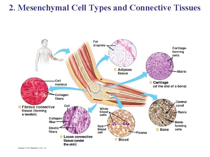 2. Mesenchymal Cell Types and Connective Tissues 
