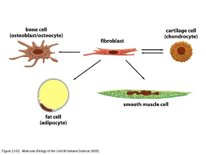 Figure 23 -52 Molecular Biology of the Cell (© Garland Science 2008) 