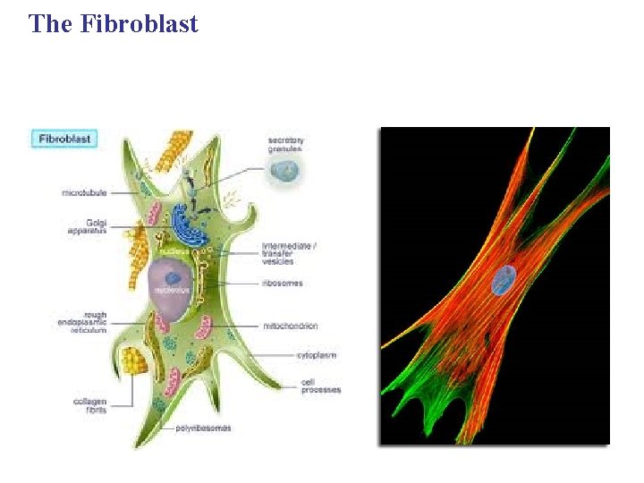 The Fibroblast 