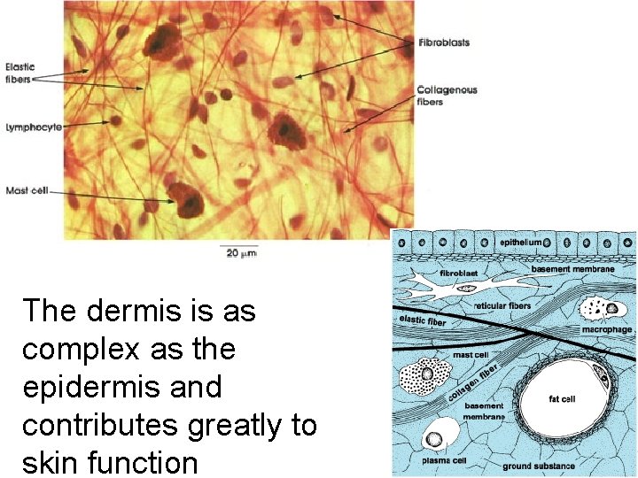 The dermis is as complex as the epidermis and contributes greatly to skin function