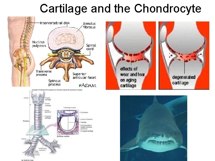Cartilage and the Chondrocyte 