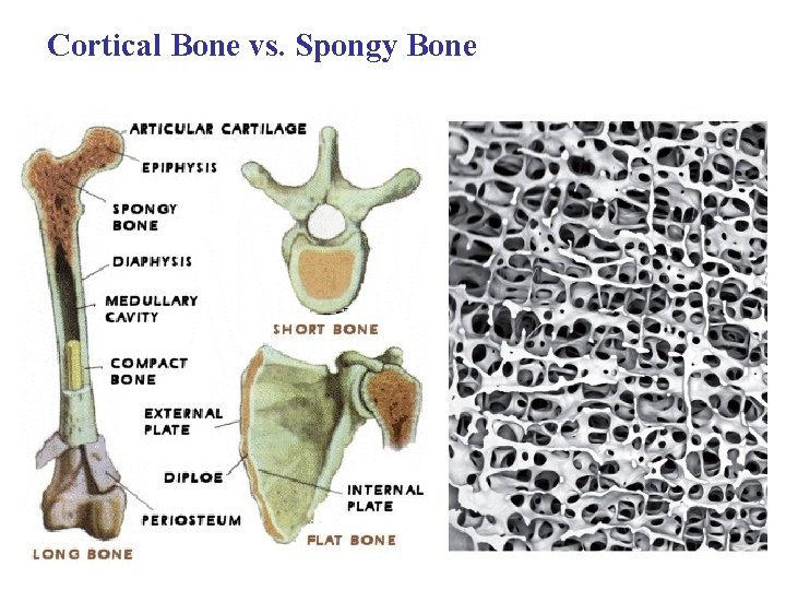 Cortical Bone vs. Spongy Bone 