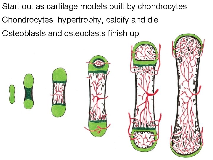 Start out as cartilage models built by chondrocytes Chondrocytes hypertrophy, calcify and die Osteoblasts