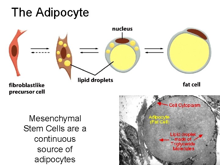 The Adipocyte Mesenchymal Stem Cells are a continuous source of adipocytes 